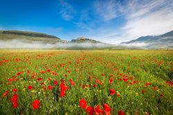 La Fioritura del Piano Grande di Castelluccio di Norcia, con una nebbia mattutina che avvolge le montagne dell'Umbria - © Frank Fischbach / Shutterstock.com