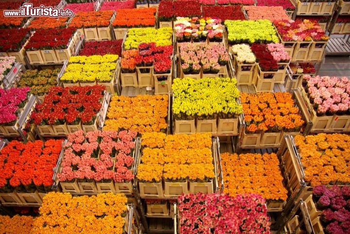 Immagine Asta dei fiori di Naaldwijk, Olanda.