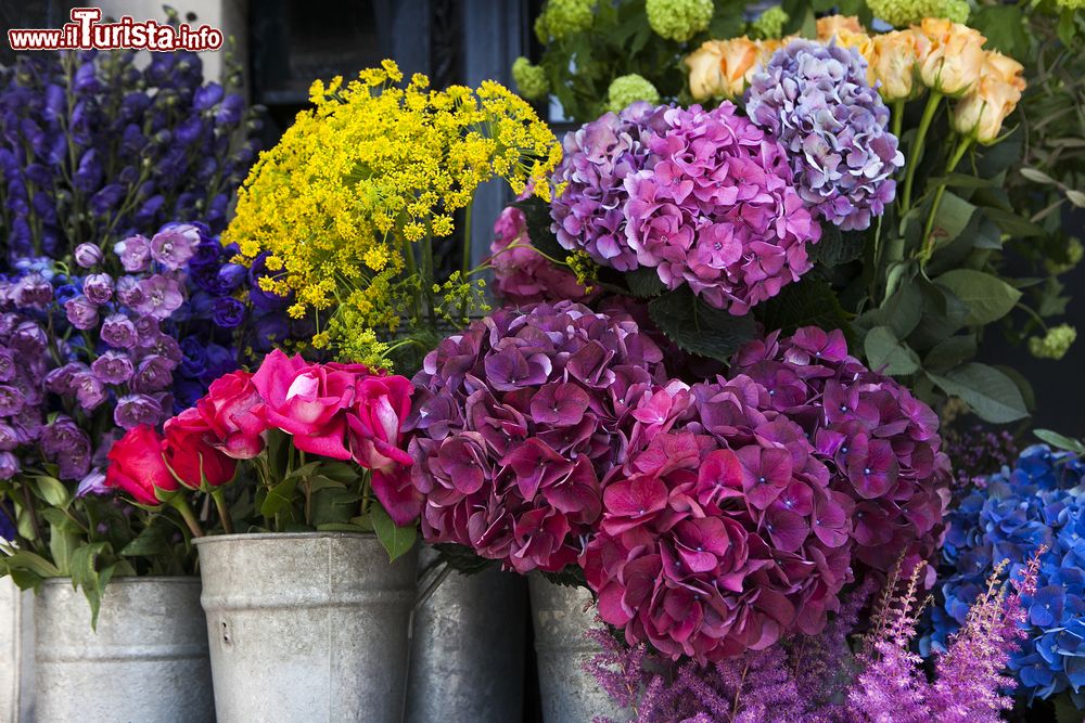Immagine Il mercato dei fiori in Ancona: Giardino in FIore