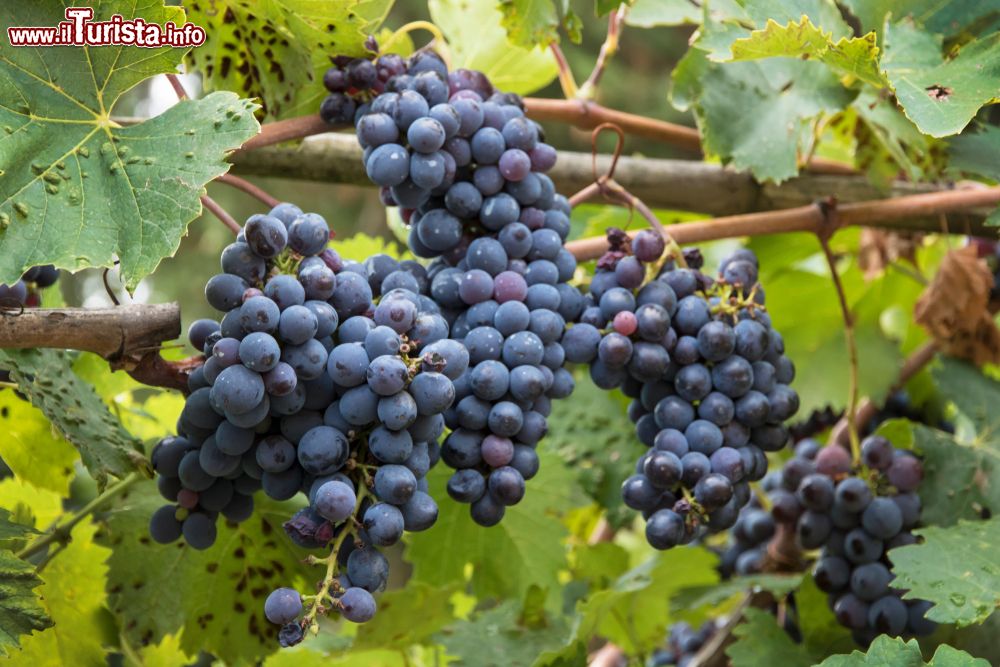 Immagine Impruneta, Toscana: la Festa dell'Uva celebra la produzione vincola della zona a ridosso di Firenze