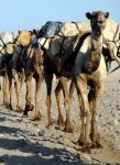 Carovana di cammelli in Dancalia -  Foto ...