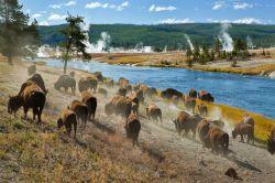 Mandria di bisonti nel Firehole River: Ci troviamo ...