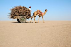 Rann of Kutch il deserto salato nel Gujarat in India - Foto di Giulio Badini