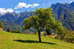 Albero di mele con lo sfondo delle Alpi Lepontine a Crodo, Piemonte, Italia. Chiamato Crò in piemontese, questo paese è il principale della Valle Antigorio e dista circa 16 chilometri ...