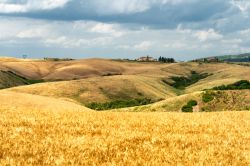 Campi di grano in estate nelle campagne di Gambassi Terme