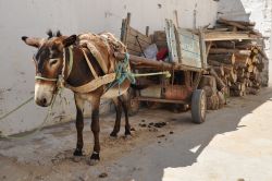 Un carretto trainato da un mulo al mercato di Nabeul, Tunisia. Ancora oggi è uno dei mezzi di trasporto più utilizzati dagli abitanti della città.

