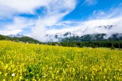 Fioritura primaverile in Trentino tra le montagne di Bellamonte