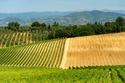 Il paesaggio collinare delle campagne di Porciano in Toscana