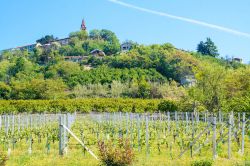 Il paesaggio collinare intoerno a Magliano Alfieri, tra i paesaggio di Roero e Langhe in Piemonte - © lauradibi / Shutterstock.com