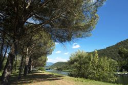 Dei pini sulla riva del lago di Piediluco in provincia di Terni, Umbria