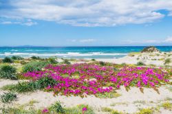 La spiaggia selvaggia di Platamona in Sardegna, Golgo dell'Asinara