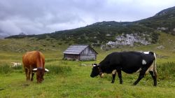 Mucche al pascolo a San Vigilio di Marebbe, Trentino Alto Adige. E' una perfetta natura incontaminata a ospitare greggi di pecore e mucche che pascolano fra le montagne di questo suggestivo ...