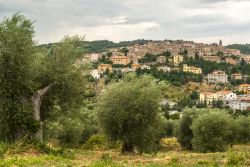 Panorama di Seggiano in Toscana circondata dagli ulivi