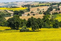 Panorama estivo di Jesi, nei pressi di Cingoli, con immensi campi di girasole. Questa bella località della Marche si trova a 25 chilometri da Cingoli ed è posizionata lungo il ...
