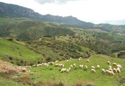 Pecore al pascolo nei pressi di Lula in Sardegna