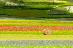 Campi fioriti a Piano Grande di Castelluccio, Umbria, Italia - © Claudio Giovanni Colombo / Shutterstock.com