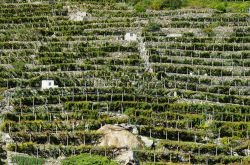 I terrazzi con vigne nei pressi di Arnad in Valle d'Aosta