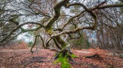 Un albero dalla forma originale nella foresta di Verzy vicino a Reims, Francia. Siamo all'interno del Parco Naturale Regionale della Montagna di Reims dove si trovano i faggi campestri (faux) ...