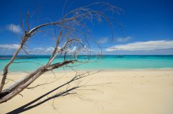 Un albero secco su una spiaggia di Denis Island, Seychelles. Quest'isola, di proprietà privata, si estende per 1,5 km ed è abitata da una cinquantina di locali.



