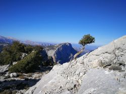 Un albero sulle rocce calcaree del Supramonte nella regione di Dorgali