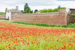 Un campo di fiori e le mura di cinta di Sabbioneta - in questa immagine possiamo vedere una porzione dell'imponente cinta muraria costruita intorno alla cittadina di Sabbioneta e, in particolare, ...