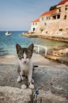 Un gatto di Lagosta in Croazia, davanti alla spiaggia di Lucica in Dalmazia