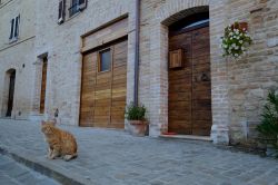 Un gatto rosso nel centro storico di Moresco, Fermo (Marche). Questo paesino è popolato da poco più di 600 abitanti. 

