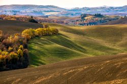 Un tipico paesaggio delle Crete senesi visto da Asciano, Toscana. Si tratta della zona a sud-est di Siena: il nome dato a questo territorio deriva dall'argilla, o creta, presente nel terreno ...
