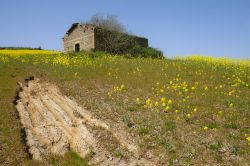 Una vecchia fattoria abbandonata su una collina nel mezzo di un prato di canola in fiore a Anguillara Sabazia, Lazio.

