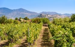 Vigneti intorno a Castiglione di Sicilia dove si produce il rinomato vino dell'Etna