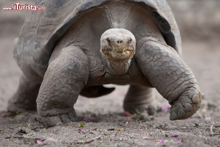 Immagine Una tartaruga gigante delle Galapagos. Il nome scientifico di questi grandi rettili è Chelonoidis niger. La lunghezza del suo carapace può raggiungere 1,8 metri e si pensa che l'età massima che possono raggiungere questi rettili superi i 150 anni. Anche il loro peso è notevole, dato che un individuo adulto può arrivare a pesare fino a 300 kg - © Ammit Jack / Shutterstock.com