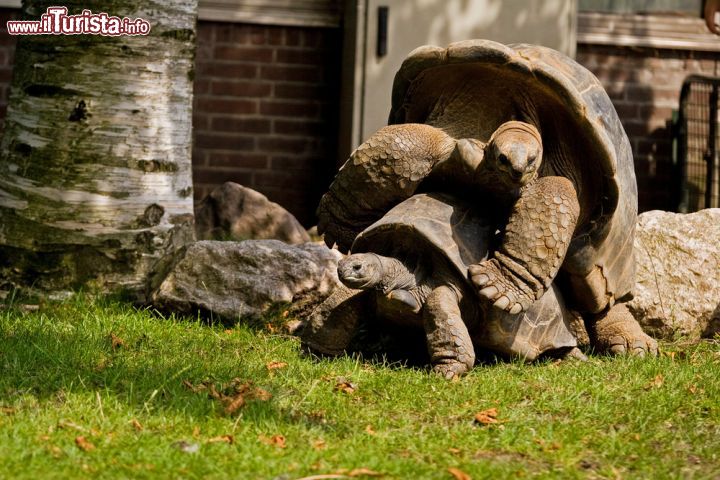 Immagine Testuggini delle Galapagos si accoppiano allo zoo di Amsterdam - © Ivica Drusany / Shutterstock.com