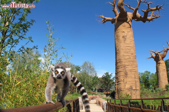Immagine Un lemure e dei baobab, uno scenario da vero Madagascar al bioparco Zoom Torino di Cumiana - @ Zoom Torino