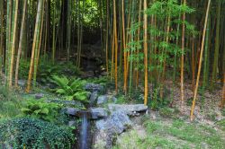 Il giardino dei bambù di Villa Carlotta contiene oltre 25 specie di questa pianta e si sviluppa su di una superficie di oltre 3.000 metri quadri - foto © kavram / Shutterstock.com ...