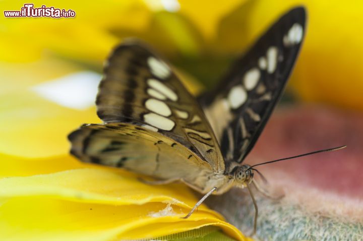 Immagine Una farfalla del genere Hamadryas fotografata alla Casa delle Farfalle di Montegrotto Terme