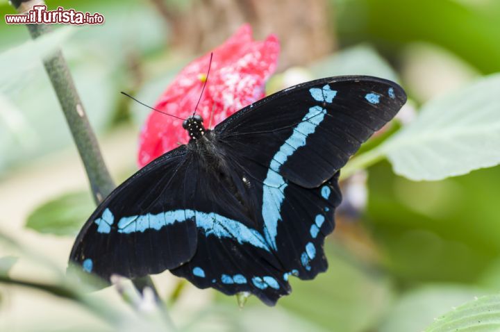 Immagine Una farfalla esotica al Butterfly Arc di Montegrotto Terme, la Casa delle Farfalle