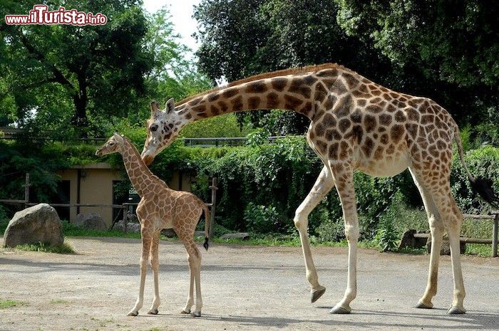 Immagine Mamma giraffa e cucciolo al Bioparco di Roma, l'ex zoo romano