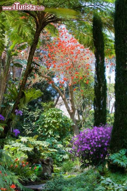 Immagine Alberi in fiore dai colori vivaci nei Giardini La Mortella (Isola di Ischia, Campania).