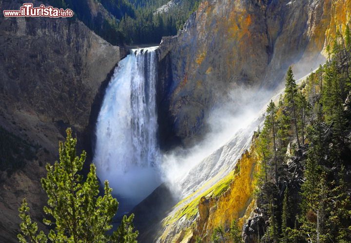 Cascata Lower Falls a Yellowstone, USA -  Incastonata tra le gialle sponde del Grand Canyon dell'omonimo fiume del Parco di Yellowstone, la Lower Falls è sicuramente la cascata pù spettacolare di tutte le Montagne Rocciose. Alta 94 metri, i visitatori vengono colpiti dalla sua grande portata d'acqua, che a tarda primavera raggiunge punte di 240 metri cubi al secondo. Il colore particolare delle rocce del canyon è dovuto agli abbondanti minerali ricchi in zolfo: la cosa non stupisce dato che siamo all'interno di una immensa caldera vulcanica, creatasi oltre 650.000 anni fa con l'eruzione del supervulcano Yellowstone. per osservare le cascate ci sono numerosi punti d'osservazione: un ripido sentiero lungo poco più di 500 metri conduce al cosiddetto "brink", una piattaforma d'osservazione a pochi metri dalla cima della cascata, dove potrete quasi toccare il salto ed ammirare  il canyon avvolti da una nube di vapore e storditi dal fragore tuonante della cascata - © kavram / Shutterstock.com