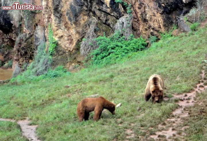 Lo spazio dell'Orso cantabrico al Parque Cabarceno - Il colorito particolarmente rosso del pelo degli orsi dovuto a quello delle rocce ricche di ferro che dominano il parco