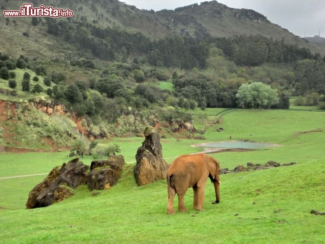 Parque de Cabarcen, elefanti -  i pachidermi sono inseriti in una magnifica cornice paesaggistica 