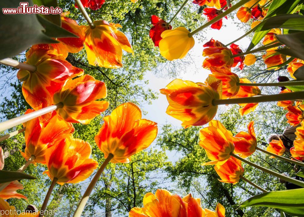 Immagine Il Parco del Castello di Pralormo e la fioritura di Messer Tulipano in primavera  - © PotitoAmarena LD