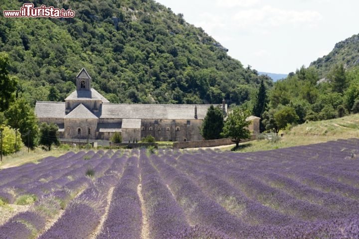 Immagine L'Abbazia di Senanque, circindata da campi di lavanda, si trova ad ovest di Apt, in Provenza - © P.Fabian / Shutterstock.com