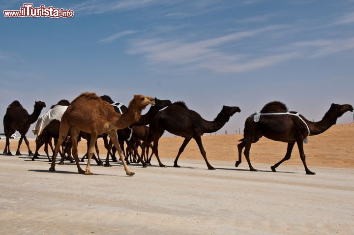 Immagine Ogni anno si tiene ad Abu Dhabi il Festival della Corsa dei Cammelli. Oltre alle competizioni potrete assistere alle aste di cammelli e visitare il tradizionale mercato del bestiame - © hainaultphoto  / Shutterstock.com