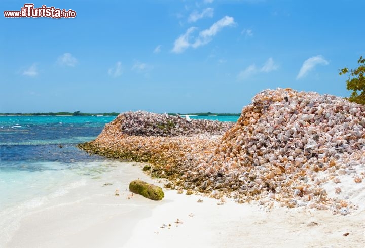 Immagine Accumuli di conchiglie a los Roques su di una spiaggia nei Caraibi meridionali, in Venezuela - © Dmitry Burlakov / Shutterstock.com