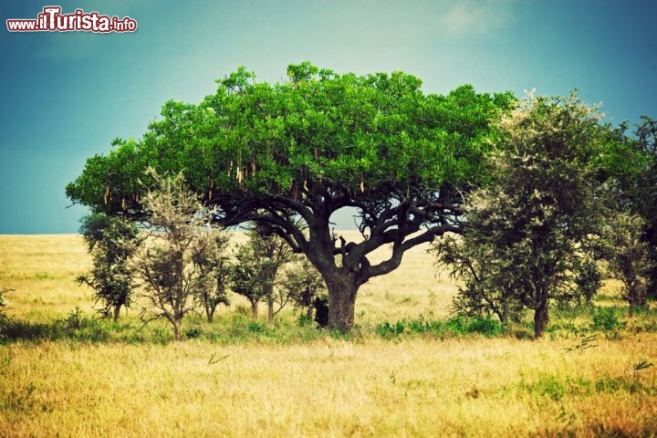 Immagine Nella savana del Serengeti, il Parco Nazionale della Tanzania settentrionale, il clima consente anche lo sviluppo di alberi verdi ad alto fusto. Le stagioni delle piogge, che rendono il terreno più fertile, vanno da aprile a giugno e da ottobre a dicembre - © PHOTOCREO Michal Bednarek / Shutterstock.com