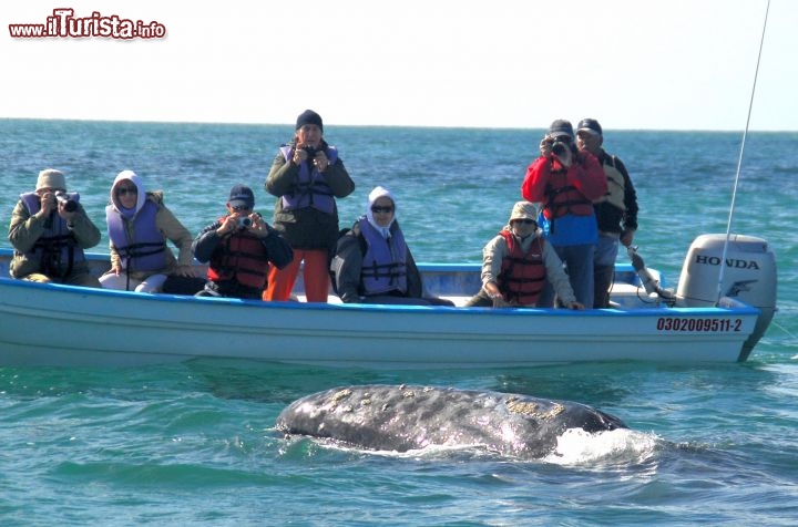 Immagine Una Balena nel Bassa california del Sud, Messico - Foto di Giulio Badini