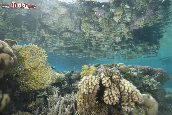 Immagine Barriera Corallina a Ras Mohammed: questo reef protetto del Mar Rosso è famoso per ospitare oltre 1.200 specie di pesci - © Mark Doherty / Shutterstock.com