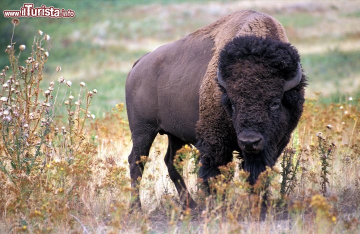 Immagine Bisonte americano, animale tipico dei parchi nazionali dell'ovest degli Stati Uniti, sulle Montagne Rocciose - Foto di Giulio Badini / Adenium Soluzioni di viaggio