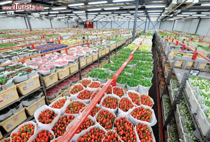 Immagine Borsa fiori a Naaldwijk, Olanda, FloraHolland.